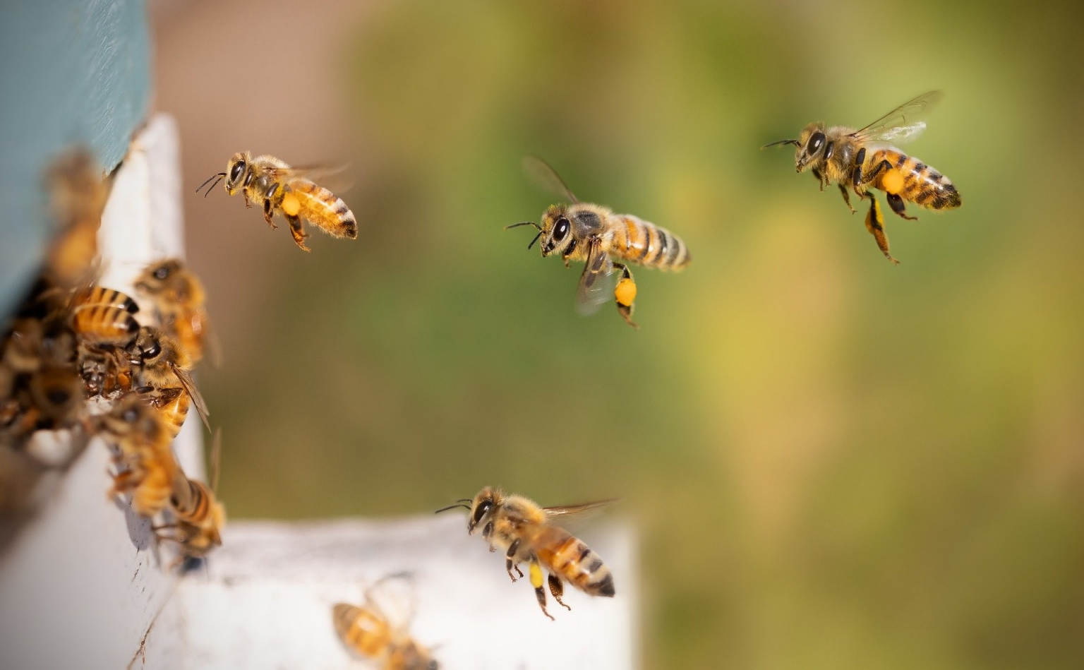 Honey Experience, Colmenar Museo de la Miel