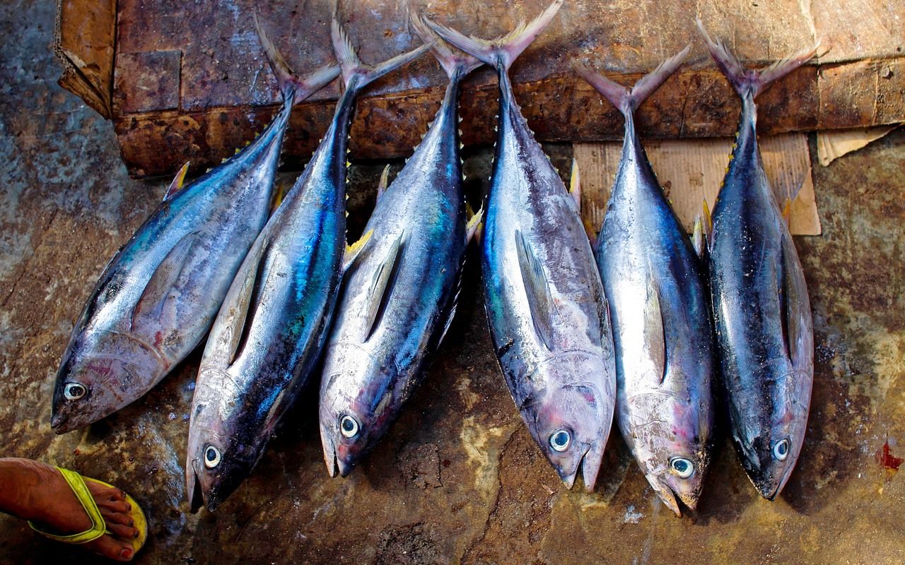 Zahara de Los Atunes - Tuna Festival